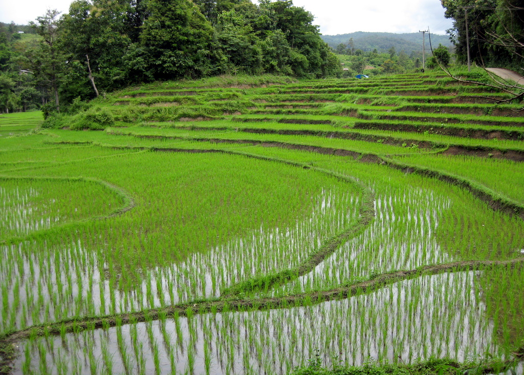 Chiang Mai to Pai